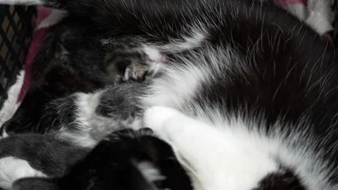 A small kitten sucks milk from her mother's breast, lactation in a cat during Stock Footage 228651287