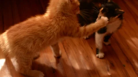 Small kitten viciously attacks her playmate Stock Footage 54390232