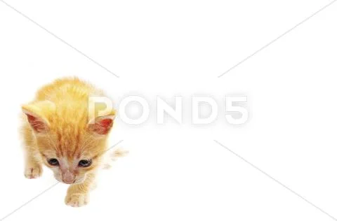 Small kitten walking around looking for something isolated on white Stock Photos