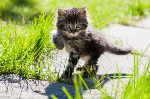 Small kitten is walking on the road Stock Photos