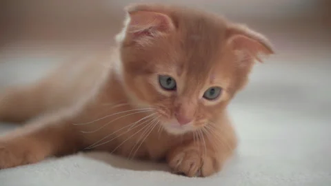 A small kitten watches the tail of another kitten and then Stock Footage 141990309
