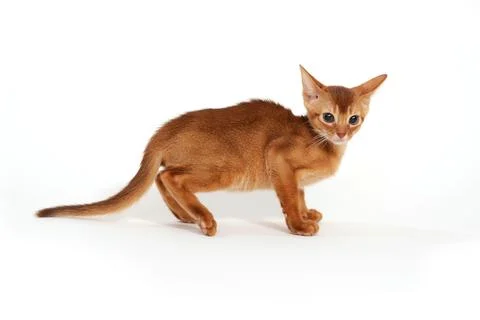 Small kitten on white background Stock Photos