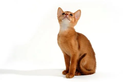 Small kitten on white background Stock Photos