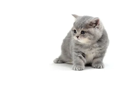 Small kitten on white background Stock Photos