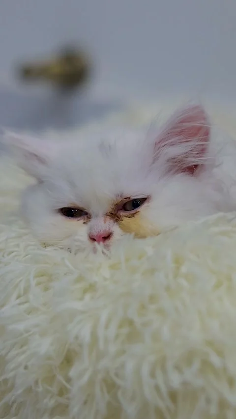 Small kitten, white cat, persian cat, fluffy cat sleeping cats, cats portrai Stock Footage 326775739