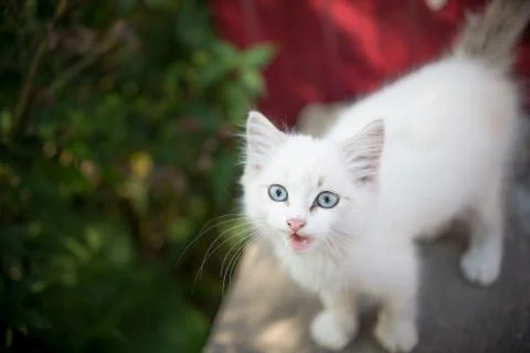 A small kitten whose beautiful eyes attract the attention of children Stock Photos