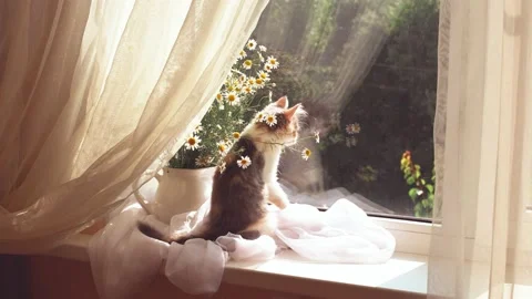 Small kitten on the window with a bouquet of daisy flowers Stock Footage 162322992