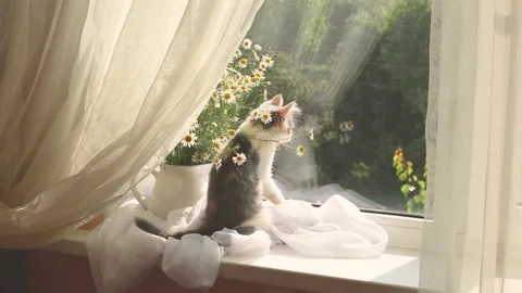 Small kitten on the window with a bouquet of daisy flowers Stock Footage 162322998