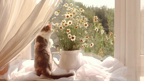 Small kitten on the window with a bouquet of daisy flowers Stock Footage 162323005