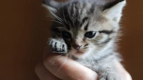 Small kitten in womans arms Video stock 167329955