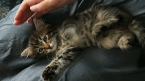 Small kitten on woman's lap Stock Footage 99902466