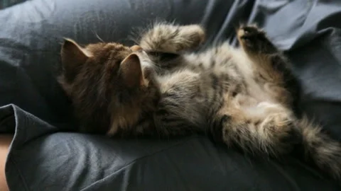 Small kitten on woman's lap Stock Footage 99902492