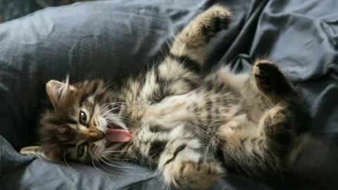 Small kitten on woman's lap Stock Footage 99902613