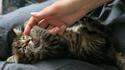 Small kitten on woman's lap Stock Footage 99902666