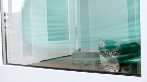 Small kittens are at the front door outside the window. Cats want to play on the Stock Footage 205832804