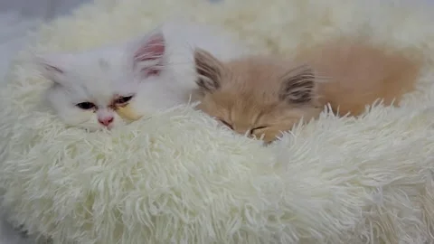 Small kittens, brown cat, white cat, persian cat, fluffy cat sleeping cats,.. Stock Footage 326774398