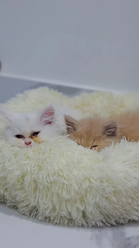 Small kittens, brown cat, white cat, persian cat, fluffy cat sleeping cats, Stock Footage 326774891