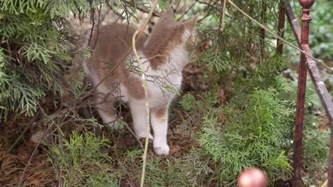 Small kittens climbing a tree playing. 스톡 동영상 149918601