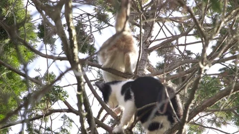 Small kittens climbing a tree playing. 動画素材 149918818