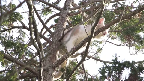 Small kittens climbing a tree playing. 動画素材 149918866