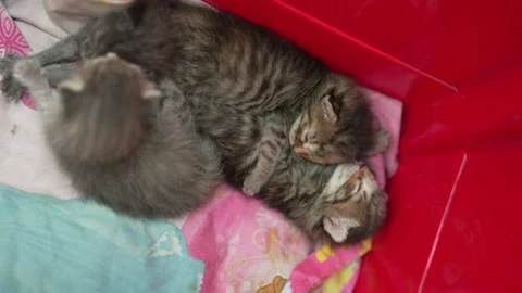 Small kittens cuddled together in a cozy red box. Stock Footage 308828857