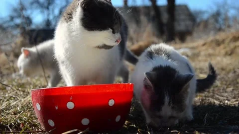 Small kittens drink milk from a red bowl in the morning in the village Stock Footage 188659537