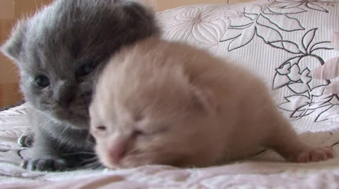 Small kittens Vídeos de archivo 25301045