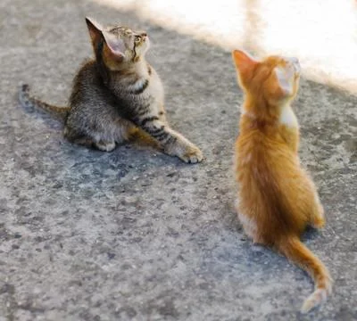 Small kittens outdoors Stock Photos