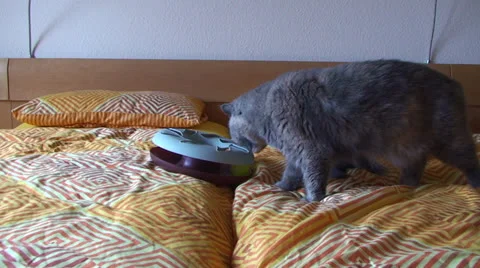 Small kittens play on the bed 库存影片 25301209