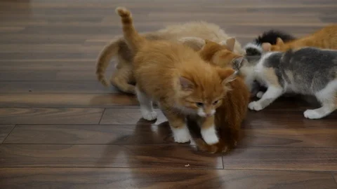 Small kittens swarm over wet food. Stock Footage 110922982