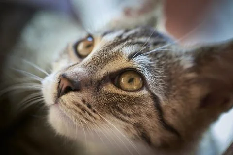 Small kitty cat Stock Photos