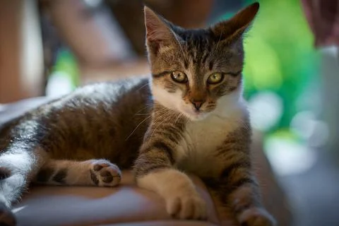 Small kitty cat Stock Photos