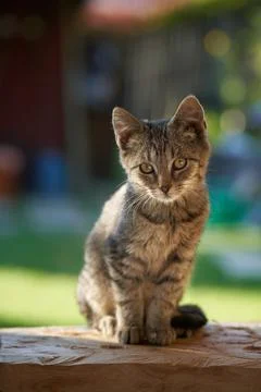 Small kitty cat Stock-Fotos