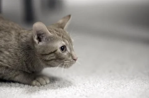 Small kitty on the gray carpet. Foto stock