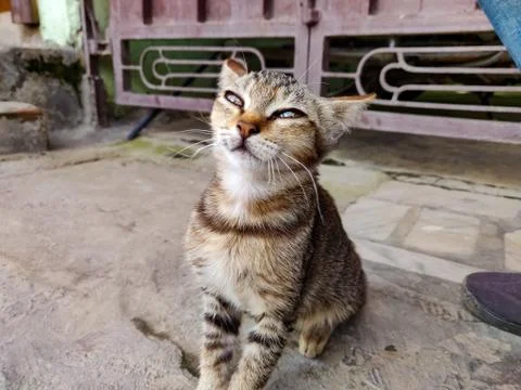Small kitty looking curiously at the camera Stock Photos