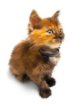 Small kitty Stock Photos