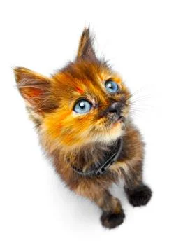 Small kitty Stock Photos