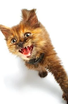 Small kitty Stock Photos