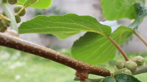 Small kiwis in a kiwi tree Stock Footage 250406064