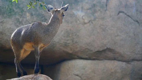 A small klipspringer antelope Oreotragus oreotragus on a rock. cinematic 4k Stock Footage 85348465