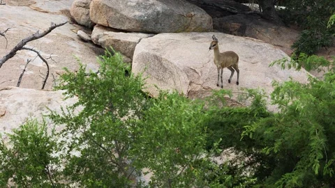 Small Klipspringer antelope stands on granite boulder overlooking scene Stock Footage 336541585