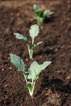 Small kohlrabi plants in a vegetable patch Stock Photos