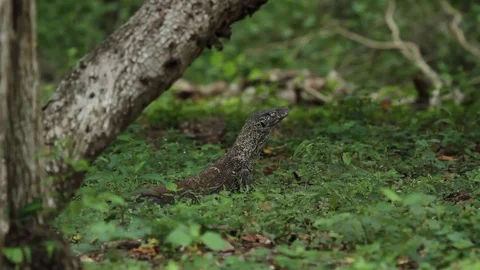 Small Komodo Dragon Looking Out Stock Footage 82329879