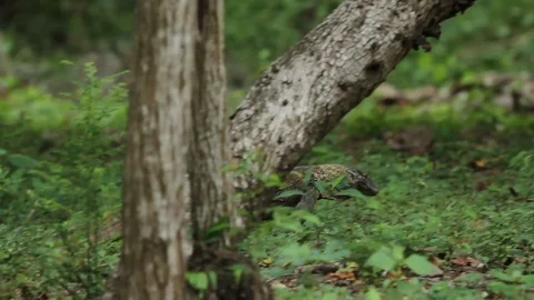 Small Komodo Dragon Walking Stock Footage 82329902
