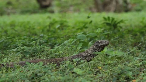 Small Komodo Dragon Walking Through Grass Stock Footage 82329998
