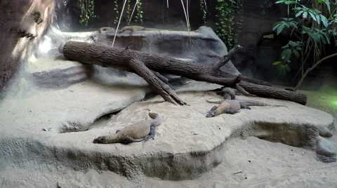 Small Komodo Dragons in a zoo camera panning left to right 4k Stock Footage 58648522