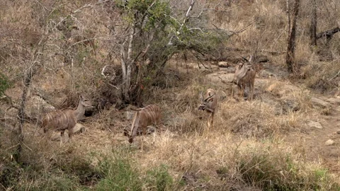 A small kudu herd is walking in the dense African bush. Stock Footage 245415855