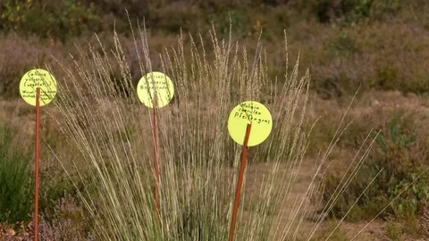 Small labels with german and botanical names for plants growing in a heathland Stock Footage 115136260