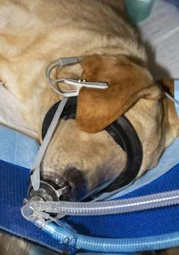 A small Labrador lying sleeping under general Anesthesia with oxygen mask on  Stock Photos