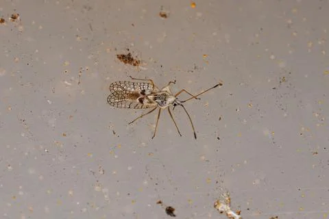 Small Lace Bug Stock Photos